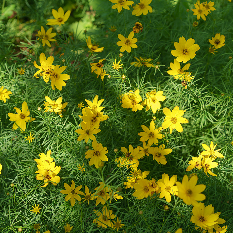 花头,金鸡菊