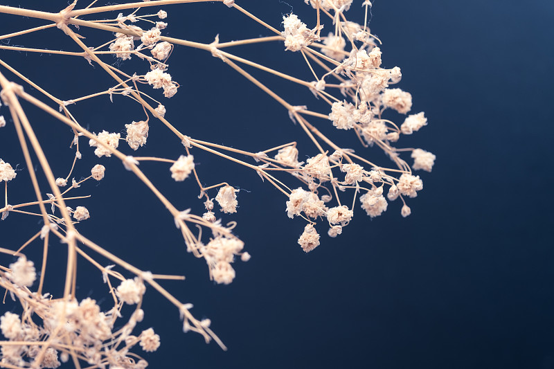 干的,水香花菜,蓝色背景,风景,花束