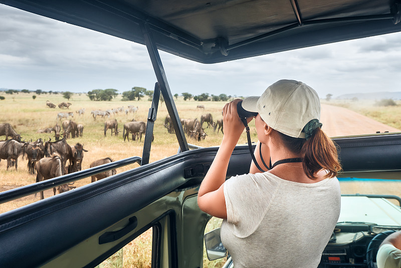 羚羊,斑马,旅游目的地,非洲,汽车,开着的,野外动物,女人,观看,远征
