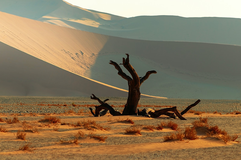 寂寞,纳米布沙漠,热,温度,内盖夫,草,伞,阴影,沙漠,植物