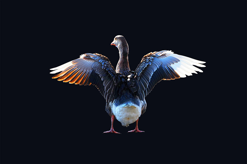 张开翅膀,鹅肉,家畜,灰雁,分离着色,背面视角,黑色背景,逆光