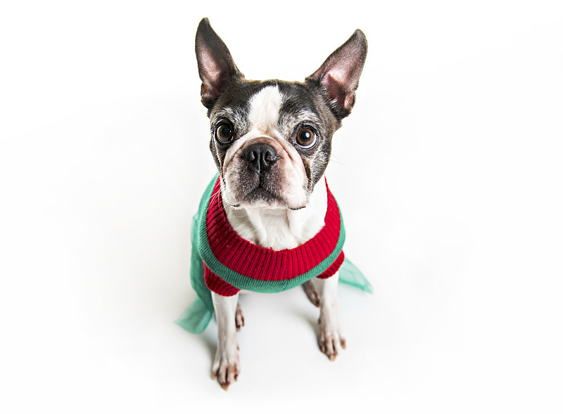 圣诞节,白色背景,狗,衣服,波士顿猎犬,自然美