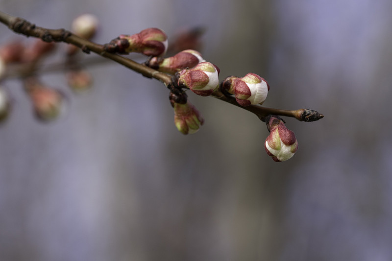 枝,特写,春天,樱花,花,大特写,彩色蜡笔,花