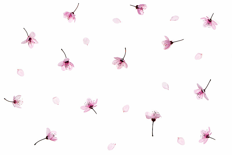 式样,白色背景,粉色,樱花,分离着色,樱之花,浪漫,想法,做,爱
