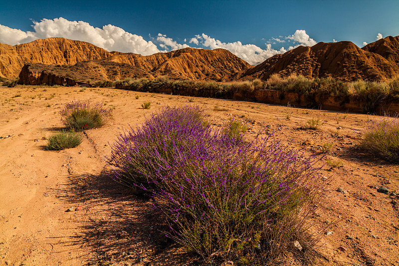 沙漠,亚利桑那,灌木,花