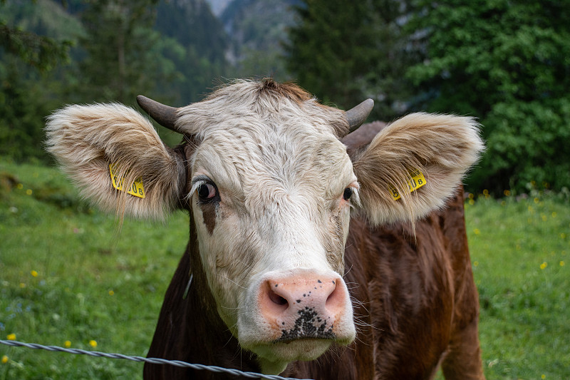瑞士牛