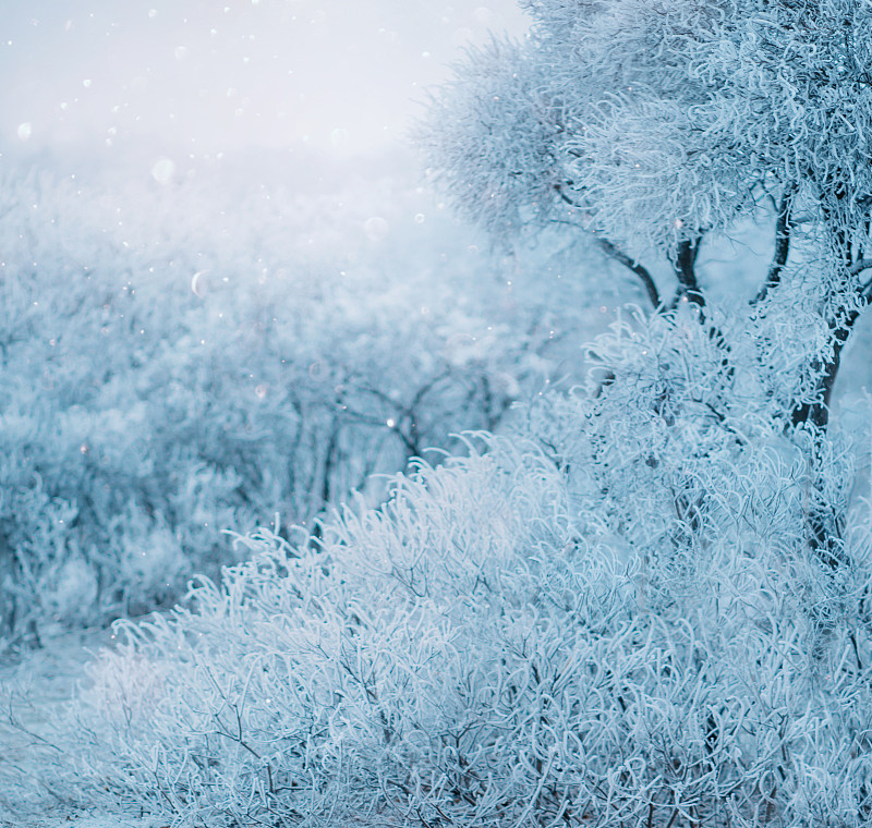 森林,白色,冰,飘然,霜,雪,艺术,冬天,树