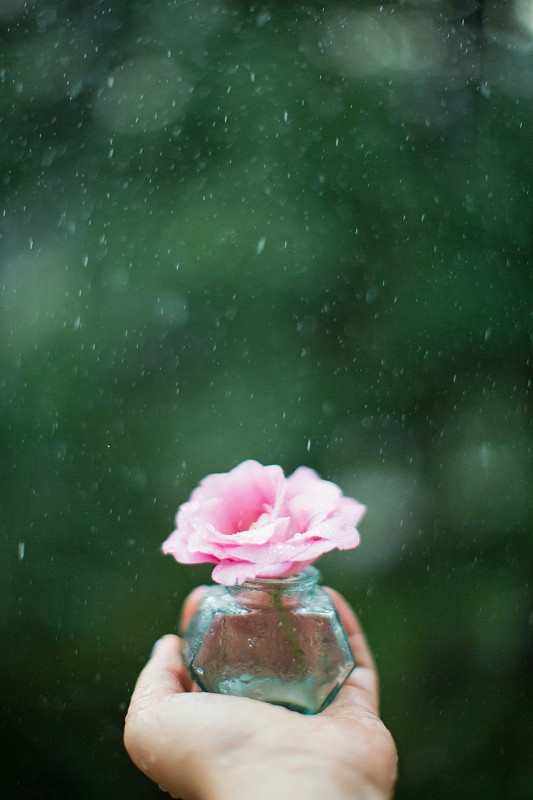 雨,女人,Lisianthus,花瓶,在下面,拿着,粉色,小的,饮料,气候