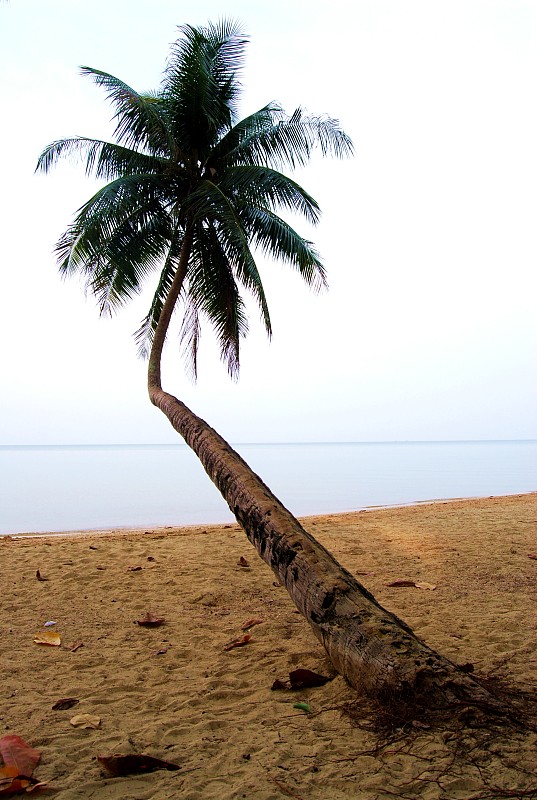 海滩,椰子树,一个物体,热带气候,长的,泰国,椰子,树干,植物,热带树