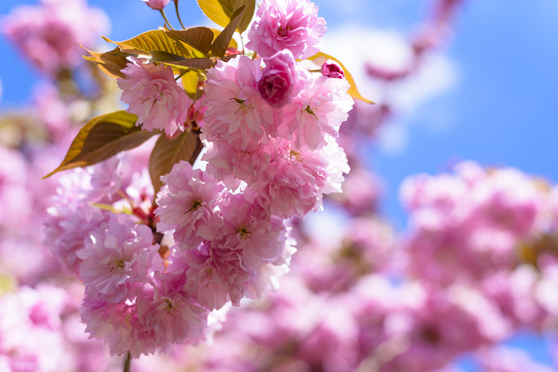 叶子,春天,绿色,花朵,粉色,樱桃树,公园,色彩鲜艳,植物,花