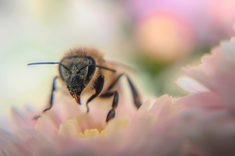 蜜蜂,秋天,菊花,蜂蜜,贺卡,大黄蜂,动物,植物,花