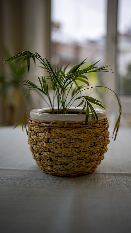 Bamboo,Palm,华丽的,土耳其,花盆,华贵,舒服,现代,住宅内部,植物,木制