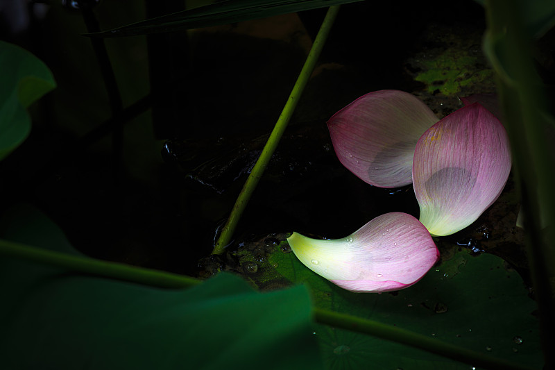 夏天,绿色,叶子,莲花坐式,池塘,背景,接力赛,纯净,盘着腿坐,盛开