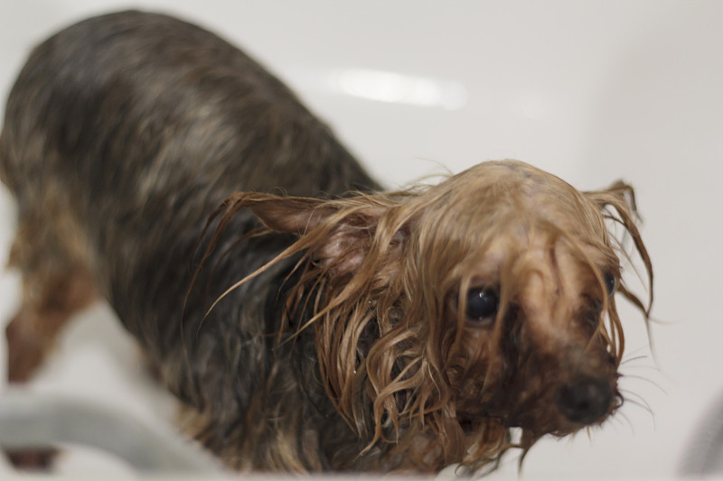 约克郡,浴盆,湿,纯种犬,梗犬,一个人,狗,约克,洗澡