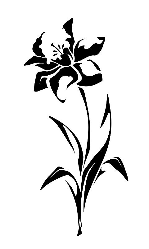 黑白图片,矢量,绘画插图,水仙花,华丽的,背景分离,黄色水仙,现代,花