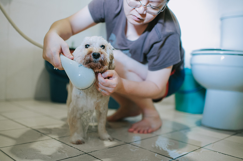 软管,玩具贵宾犬,狗,中国人,宠物,香波,家庭生活,中年女人,洗澡,清洗