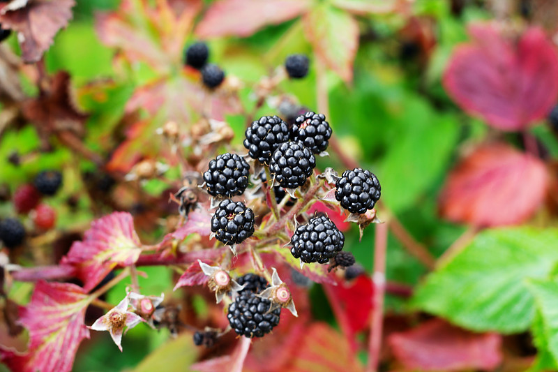 灌木,浆果,枝,黑刺莓,特写,熟的,农作物,健康食物