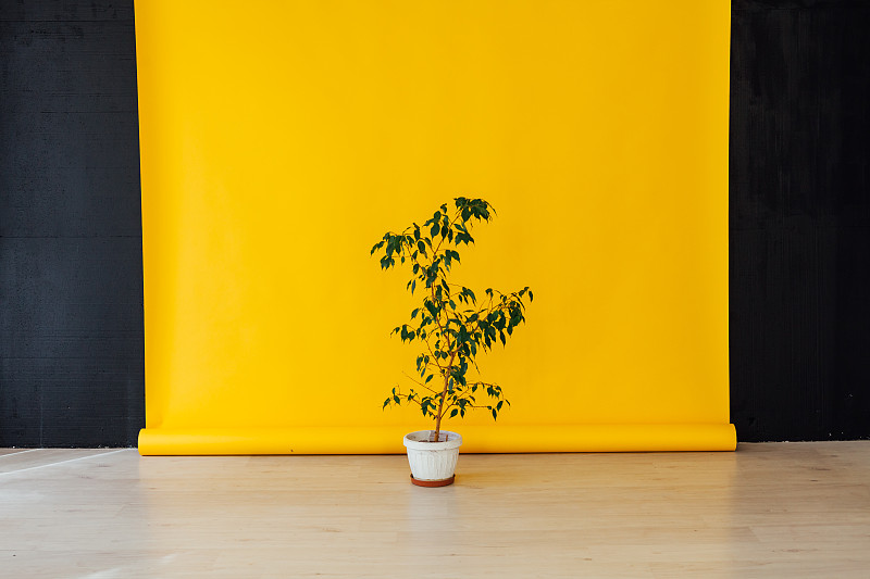 住宅房间,绿色,植物,室内,黄色背景,一个物体,地板,现代,装饰物,花