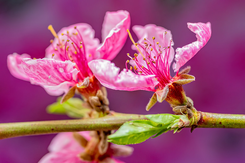 樱桃树,粉色,一个物体,背景分离,色彩饱和,李树,植物,李子,盛开