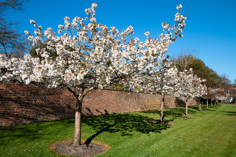 英格兰,樱桃树,肯特岛,英国文化,英国,自然美,春天,林区,花