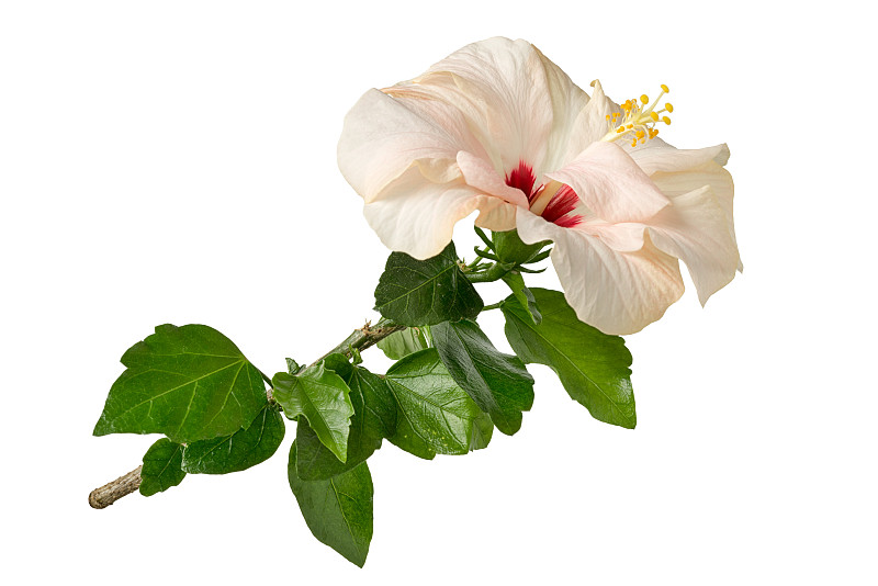 玫瑰,锦葵属,月季,白色背景,木槿属,分离着色,活力,芙蓉葵