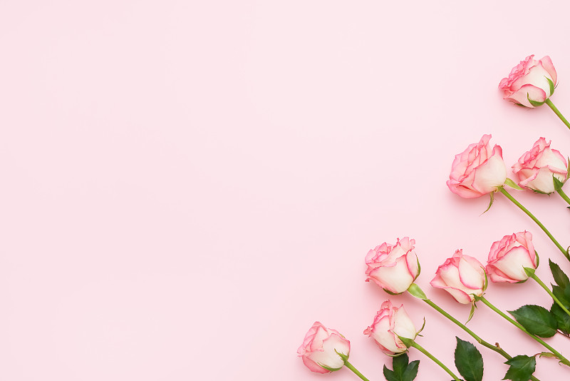 粉色,玫瑰,贺卡,情人节,概念,生日,花束,留白,粉色背景,母亲节