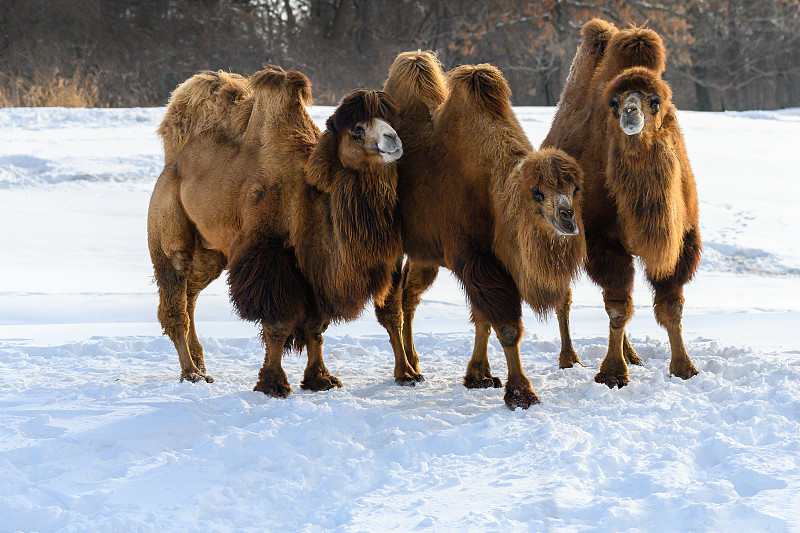 雪,骆驼,冬天,三只动物,寒冷,动物主题,一月,野生动物,一个人,好奇心
