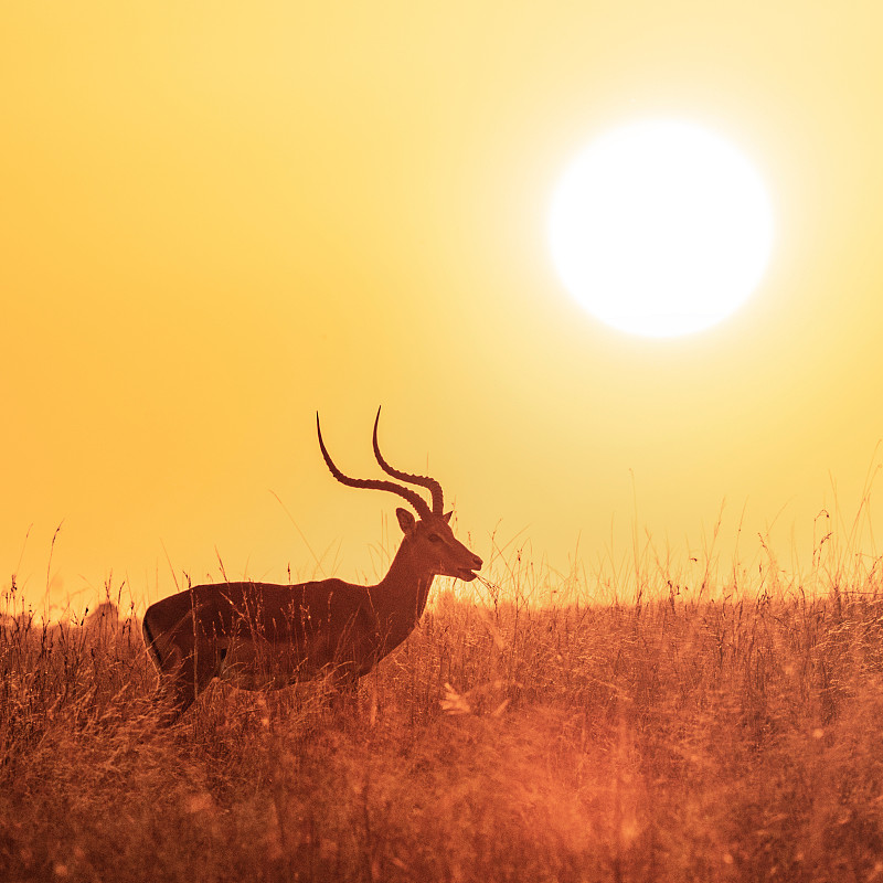黑斑羚,食草,食草动物,国内著名景点,动物主题,马拉河,野生动物,长的,橙色,日出