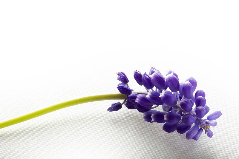 蓝色,风信子,白色背景,分离着色,华丽的,简单,花鳞茎,芳香疗法,植物
