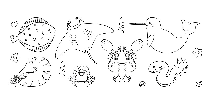 电鳗,贝壳,鹦鹉螺,矢量,轮廓,螃蟹,星形,绘画插图,海星,大鹞鱼