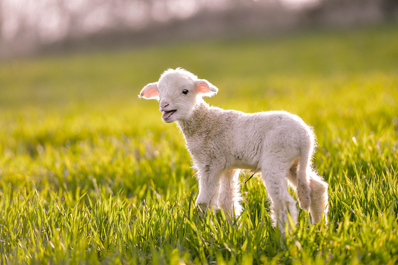 春天,羊羔,农业,可爱的,动物主题,复活节,自由,食品,排骨,环境保护
