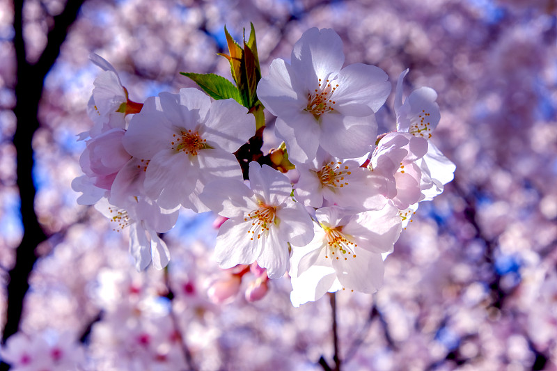 樱桃树,春天,公园,3到4个月,植物,户外,樱花祭,晴朗,樱花