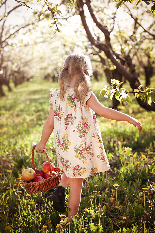 女孩,篮子,苹果,菜园,农业,仅一个女孩,熟的,仅儿童,草,小的