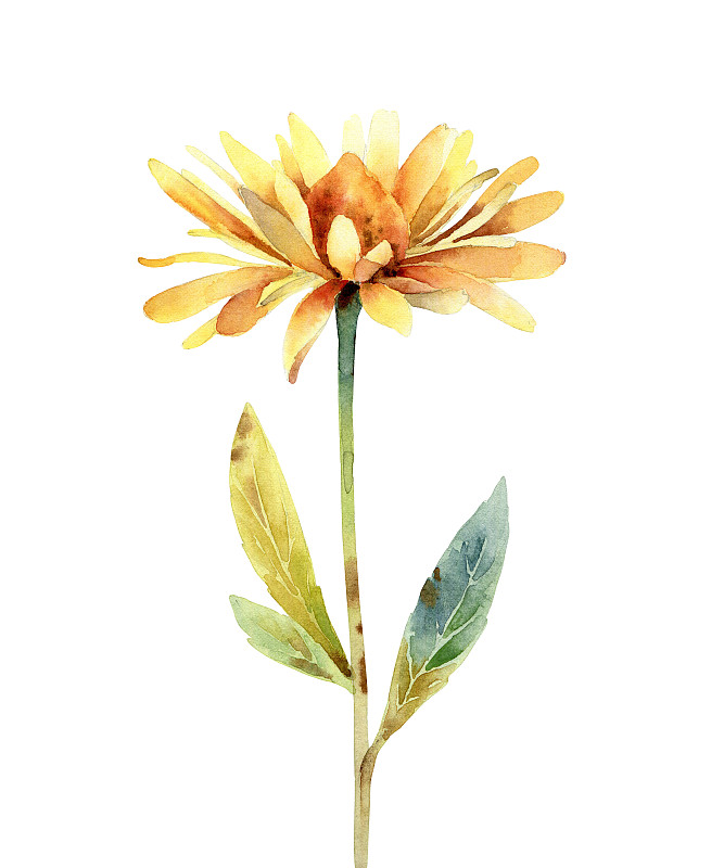 白色背景,仅一朵花,水彩画,黄雏菊,水彩画颜料,一个物体,背景分离,橙色,海胆亚目
