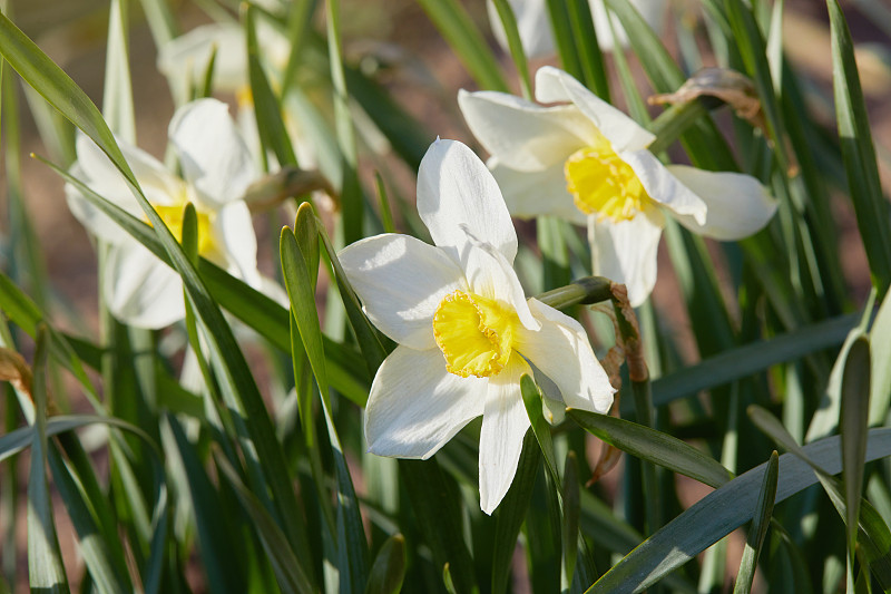 春天,巨大的,白色,水仙花,草,头,小的,植物,盛开
