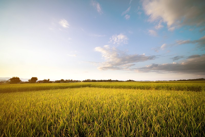 稻,蓝色,泰国,有机食品,天空,背景,充满的,农业,清新,自然界的状态