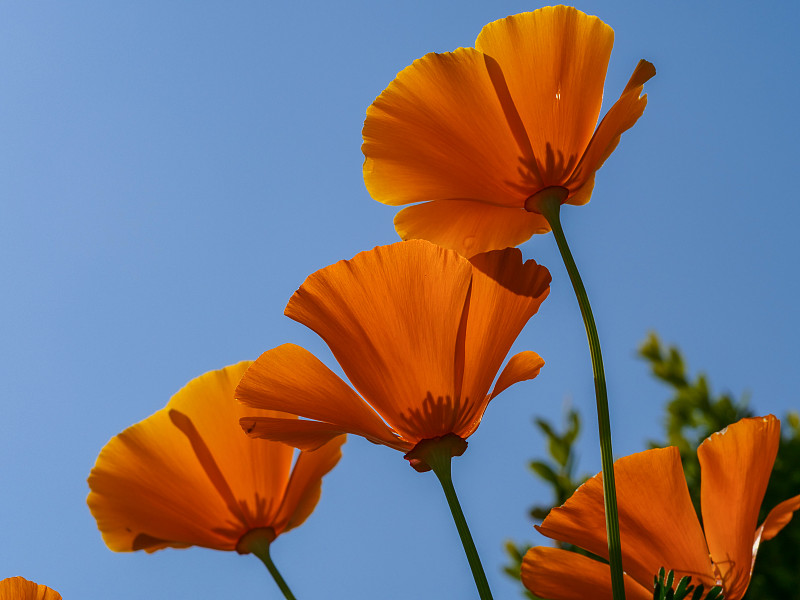 天空,加州金罂粟,清新,橙色,加利福尼亚,色彩鲜艳,自然美,春天,花