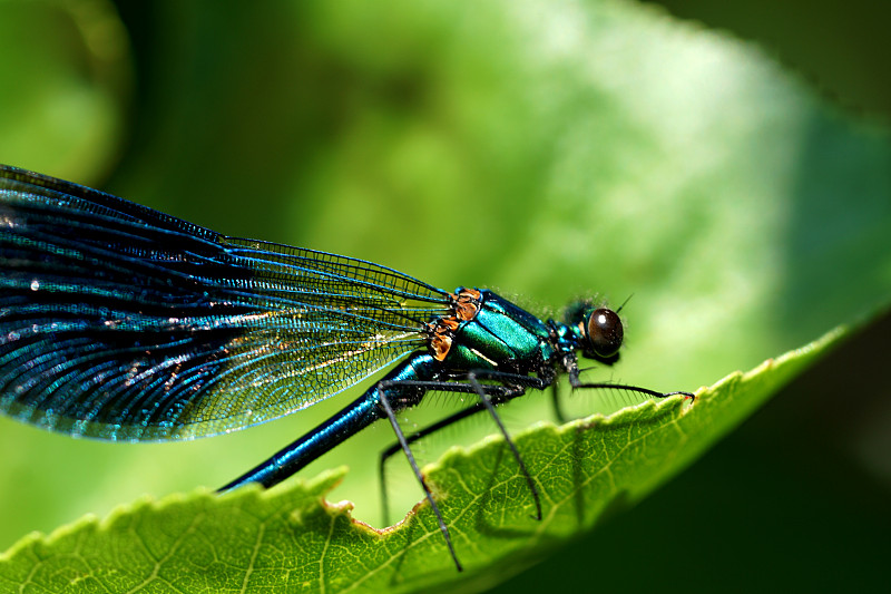 蓝蜻蜓,特写,动物主题,野生动物,环境,奥地利,翅膀,一只动物,自然美,动物