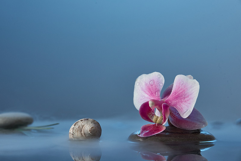兰花,粉色,SPA美容,蓝色,概念,水,留白,石头,贝壳,摄影