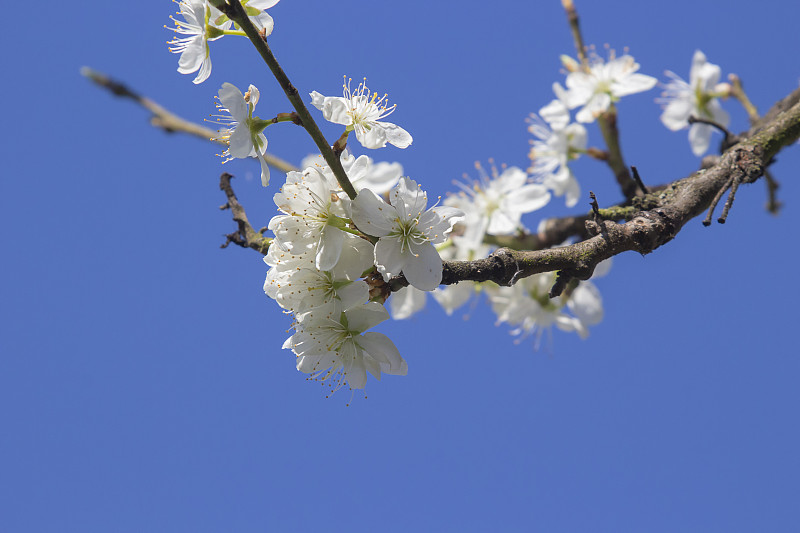 李树,花朵,蓝色,天空,清新,自然界的状态,英国,英格兰,春天,布置