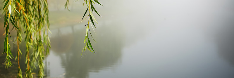绿色,柳树,雾,公园,河流,水,湖,枝,秋天,寂寞