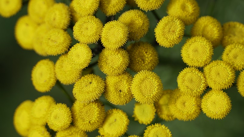 艾菊,金色,野花,黄色,酸味,纽扣,花