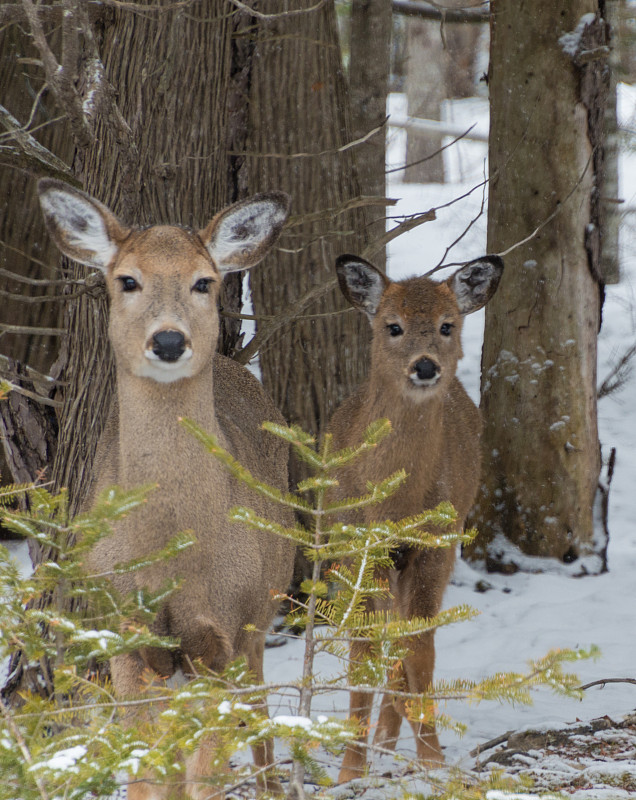 冬天,注视镜头,白尾鹿,雪,寒冷,动物主题,野生动物,肖像,环境,霜