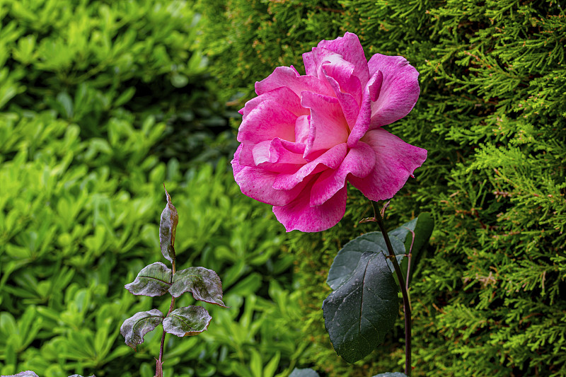 花,土耳其,纯净,春天,植物,玉兰类,户外,白色,百合花,自然