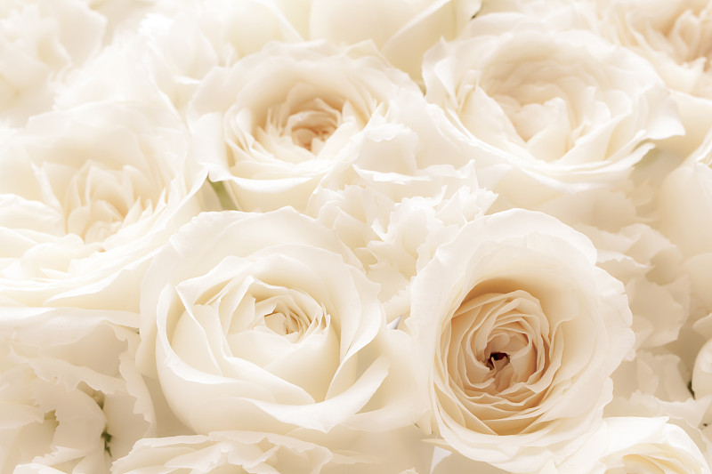 柔和,白色,玫瑰,背景,周年纪念,请柬,贺卡,纯净,清新