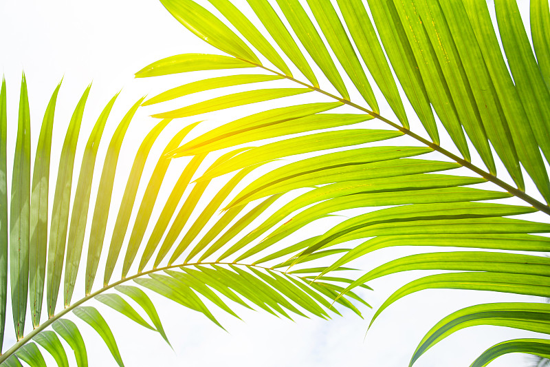 背景,棕榈叶,风景,椰子,透视图,鸡尾酒,气候,视点,边框,热带气候