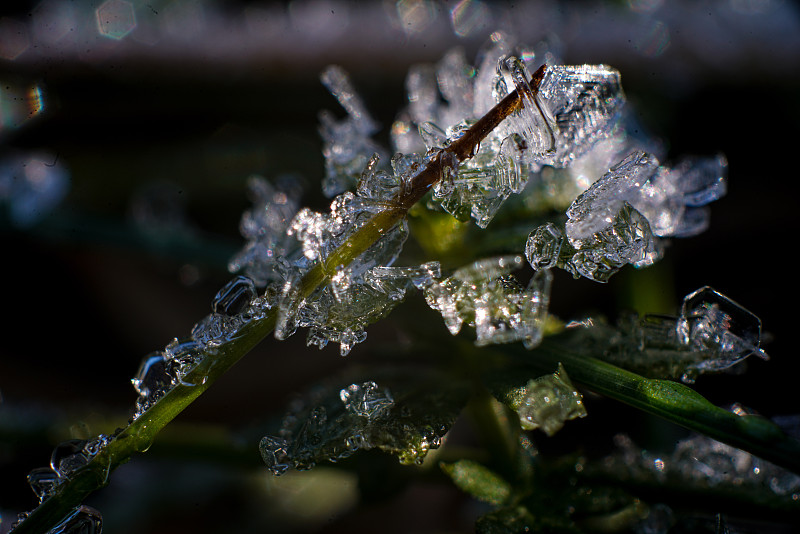冰,草,水晶,寒冷,清新,霜,雪,春天,植物,背景