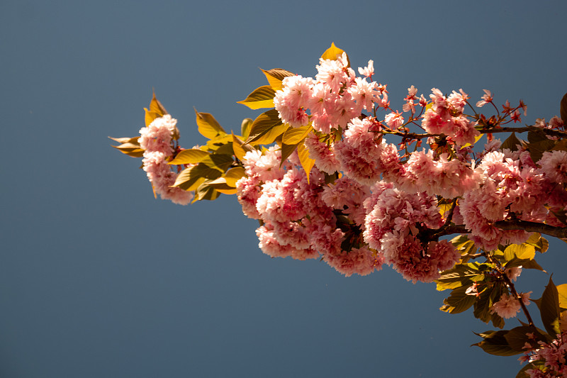 荷兰,樱花,清新,背景分离,春天,3到4个月,花,植物,绘画插图,晴朗