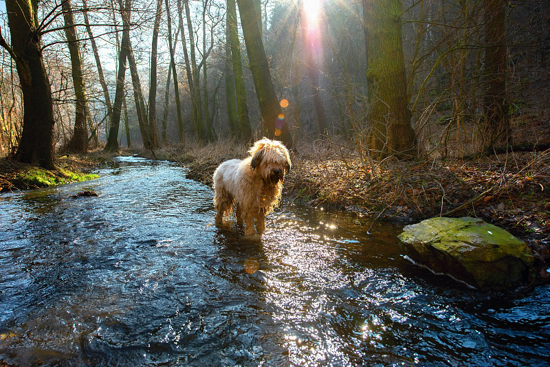 狗,小溪,briard,阳光光束,活力,湿,动物主题,纯种犬,环境,牧羊犬