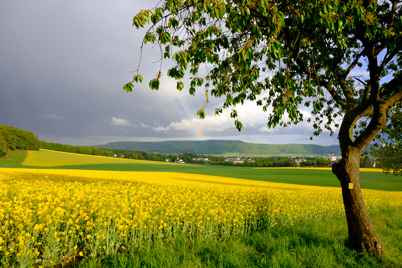 黄色,田地,彩虹,油菜花,地形,德国,农业,视点,云,农场